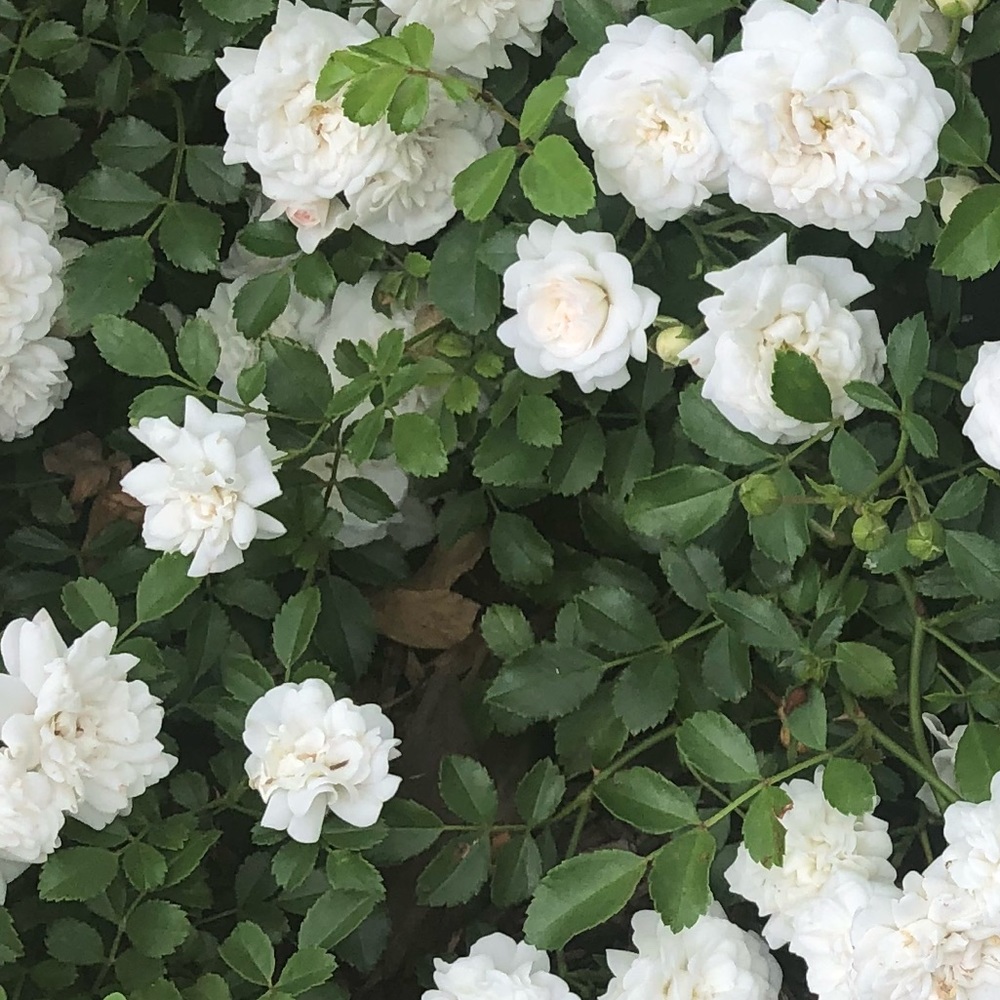 Meet your Posher, Nodia